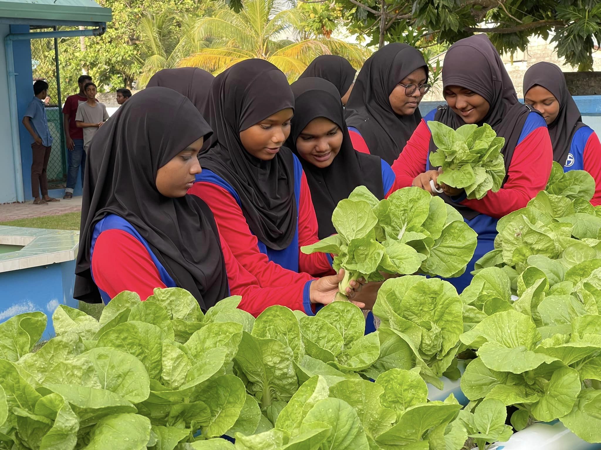 Fresh Lettuce, Big Smiles: Our First Hydroponic Harvest!